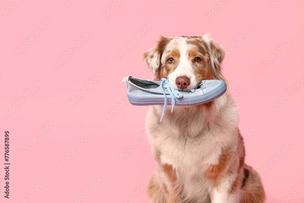 Fototapeta premium Adorable Australian Shepherd dog holding sneaker on pink background