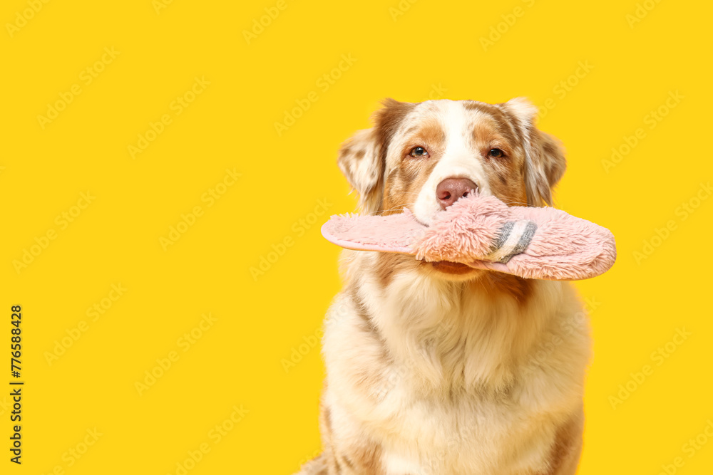 Funny Australian Shepherd dog holding slipper on yellow background Funny Australian Shepherd dog holding slipper on yellow background