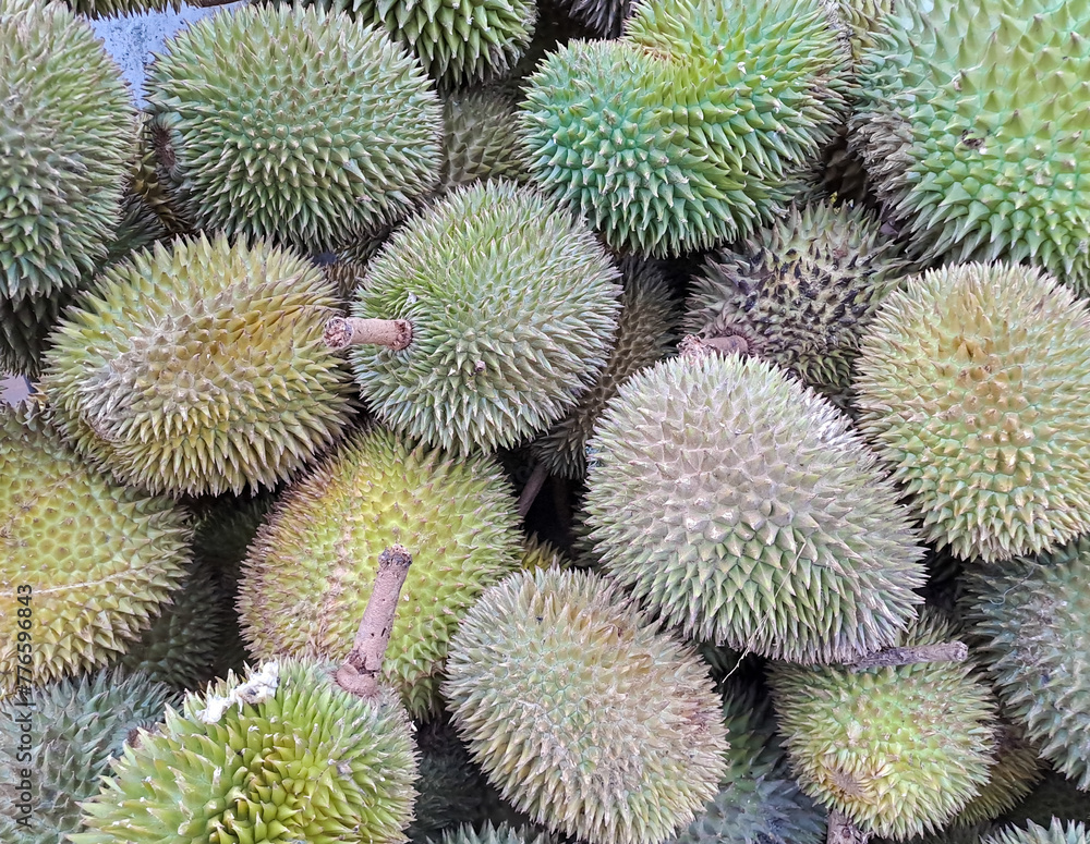 Fresh durian fruit from the durian garden for sale in the local market Fresh durian fruit from the durian garden for sale in the local market