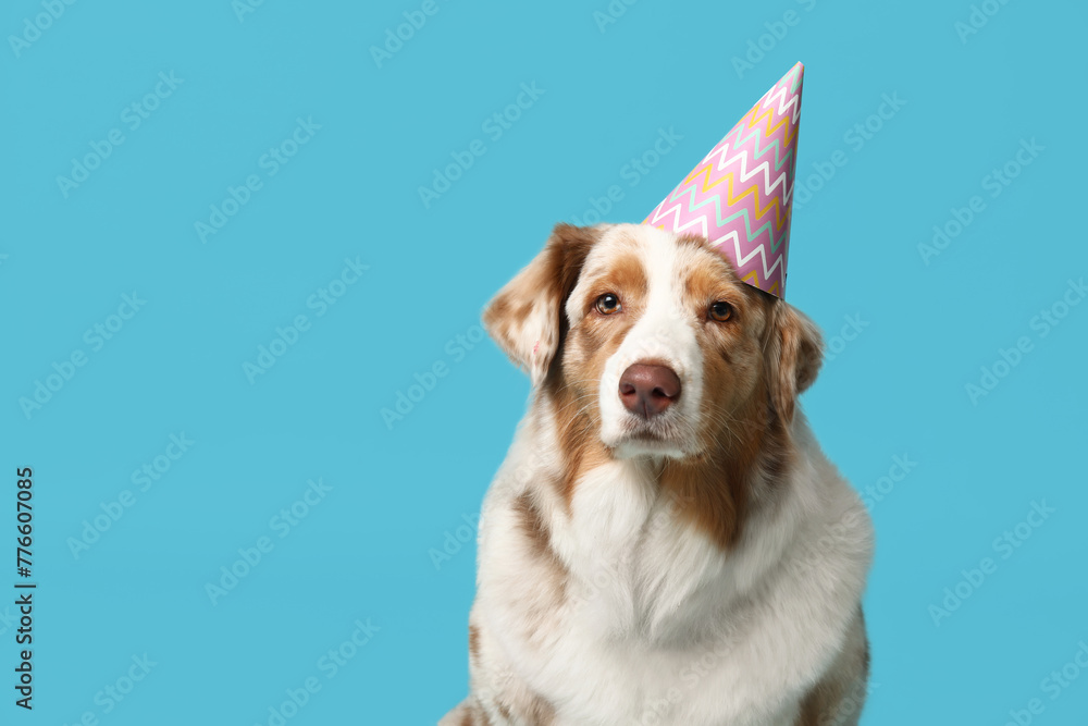 Cute Australian Shepherd dog in party hat on blue background Cute Australian Shepherd dog in party hat on blue background