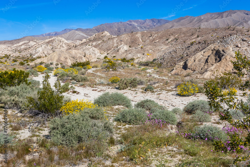 Blooming wildflowers in badlands in California Blooming wildflowers in badlands in California