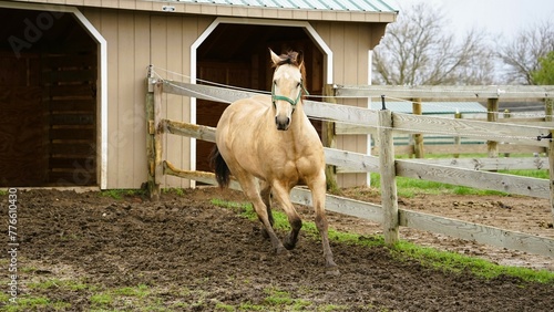 Buckskin horse running.