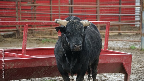 A black Rodeo Bull