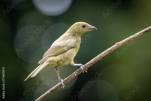 Green bird. A Palm Tanager also know as sanhaço or Coconut Tanager perched on the branch. Species Thraupis palmarum. Birdwatching. Birding.