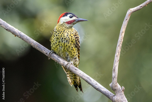 A Green-barred woodpecker also know as Pica-pau or Carpintero perched on the branch. Species Colaptes melanochloros. Birdwatching. Birding. Bird lover.
