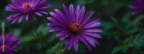 A close-up view of a vibrant purple flower standing out against a lush purple background, creating a visually striking contrast