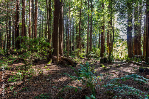 Redwood forest in Californian Pacific coast area