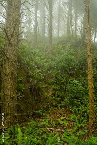 Ferns Pour Down Hillside LIke A Waterfall In The Fog