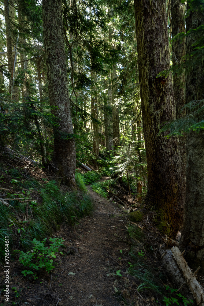 Fototapeta premium Fallen Debris Fills Congested Forest In Mount Rainier