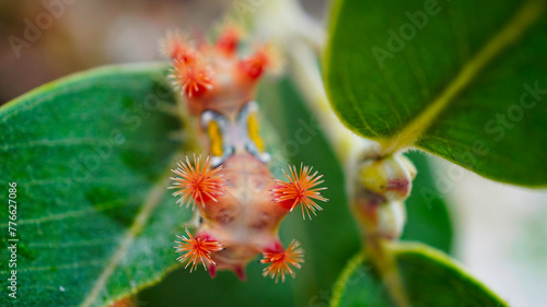 Yellow LIMACODIDAE . Slug Moths Caterpillars . Cup Moths Caterpillars. Sydney nsw Australia."Spitfires" "Battleships" "Warships" Caterpillars