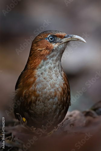 Rusty Cheeked Scimitar Babbler 