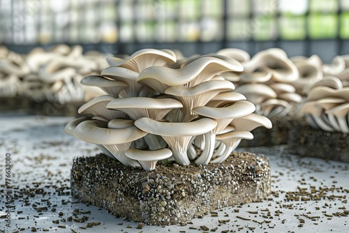 Oyster mushrooms growing on substrate in mushroom farm, agriculture and cultivation concept, realistic 3D illustration