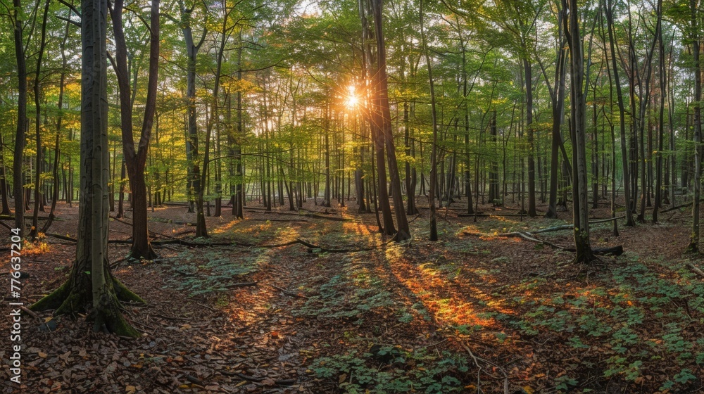 A panoramic view of a forest at sunset, with sunlight filtering through the leaves and casting a warm glow on the forest floor