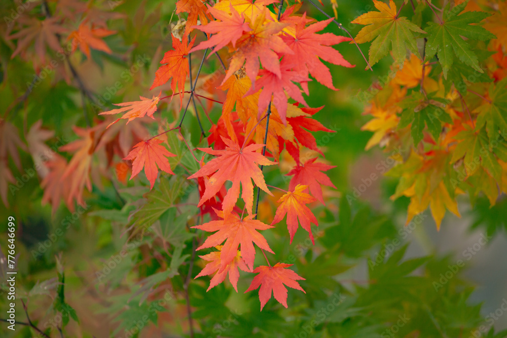 紅葉した葉