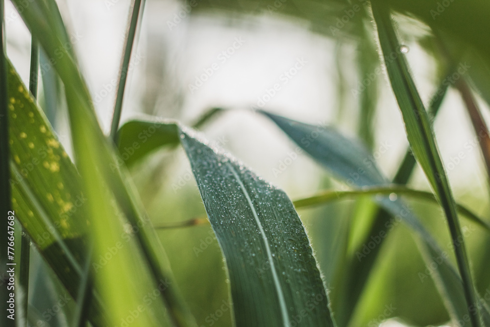 Obraz premium grass with dew