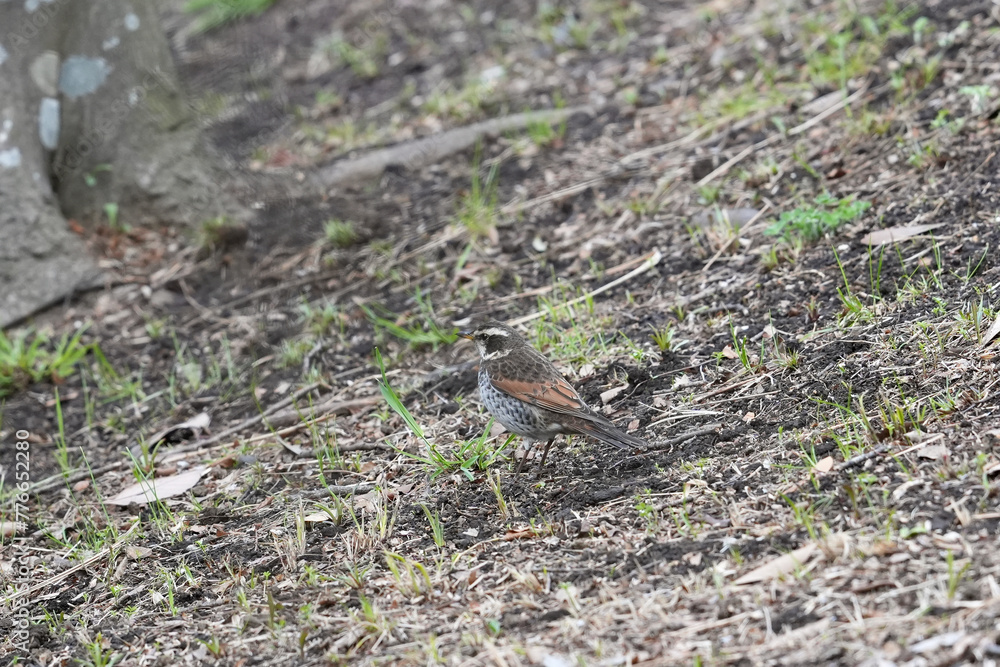 dusky thrush in a field dusky thrush in a field