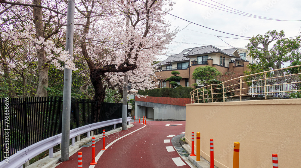 サクラが咲く住宅街 Stock Photo Adobe Stock
