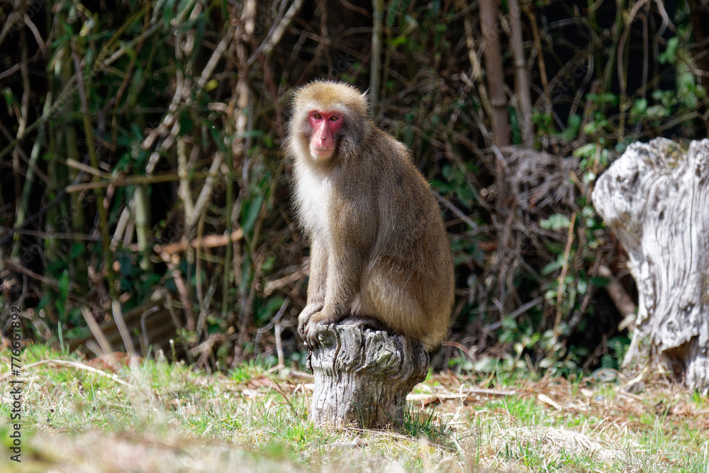 切り株に座るニホンザル