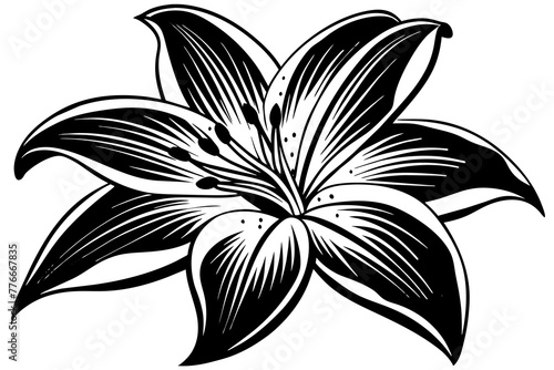 Fototapeta Naklejka Na Ścianę i Meble -  black and white lily flower