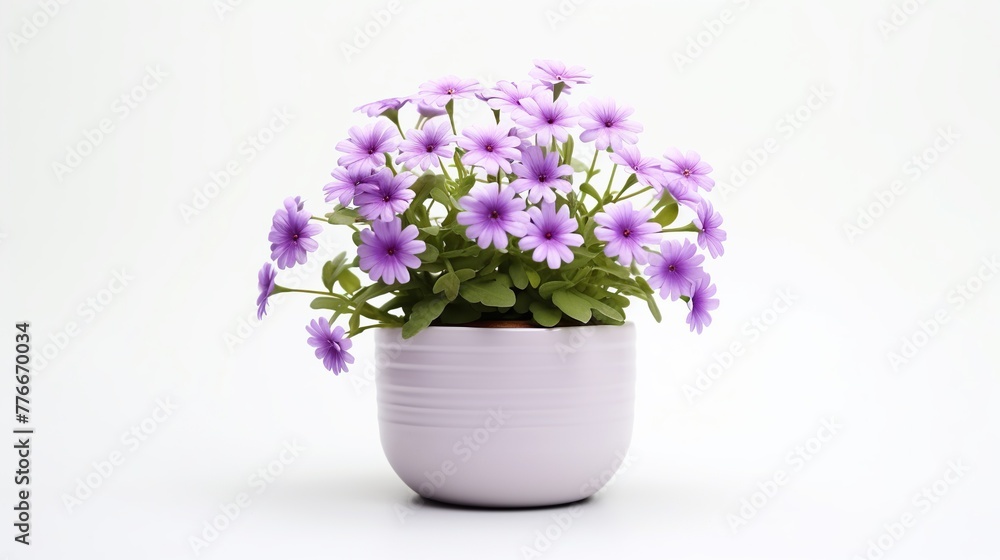 Beautiful flower in a pot isolated on white background. Closeup indoor plant concept Beautiful flower in a pot isolated on white background. Closeup indoor plant concept