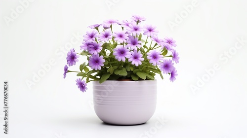 Beautiful flower in a pot isolated on white background. Closeup indoor plant concept