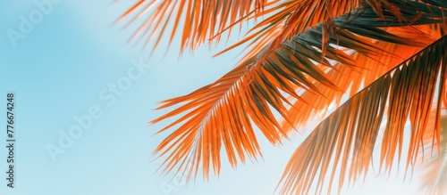 A serene view of a single palm tree standing tall with lush green leaves against a clear blue sky in the background