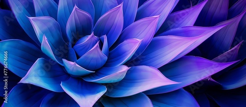 Close-up image featuring a vibrant blue flower adorned with unique purple leaves in striking hues.