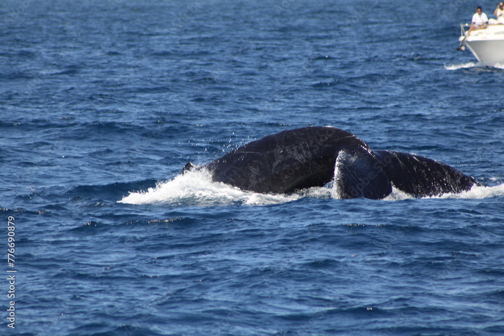 Ballenas Ballenas
