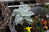 Silberblatt - Lunaria annua Pflanze im Garten