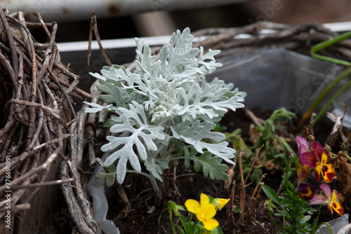 Silberblatt - Lunaria annua Pflanze im Garten