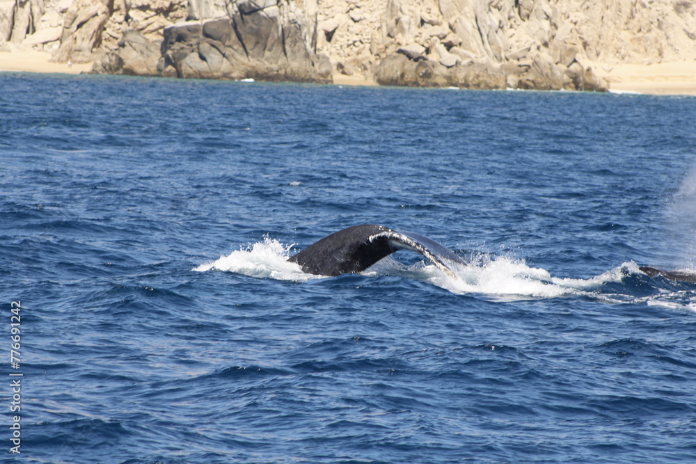 Fototapeta premium Ballenas