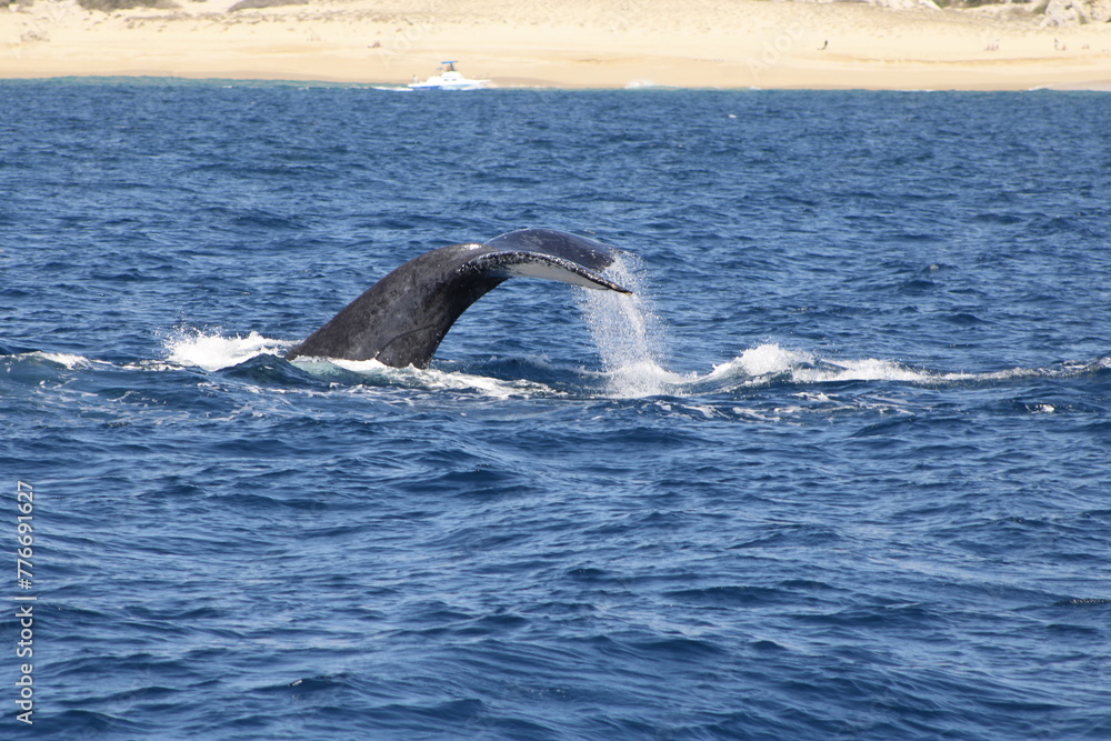 Obraz premium Ballenas