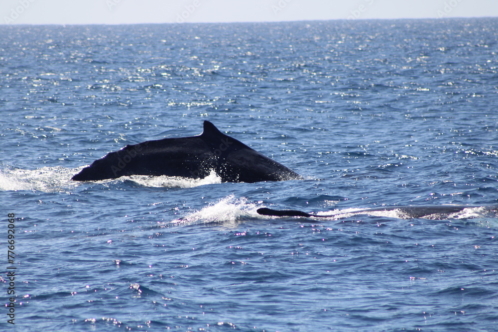 Fototapeta premium Ballenas