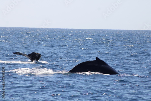 Ballenas