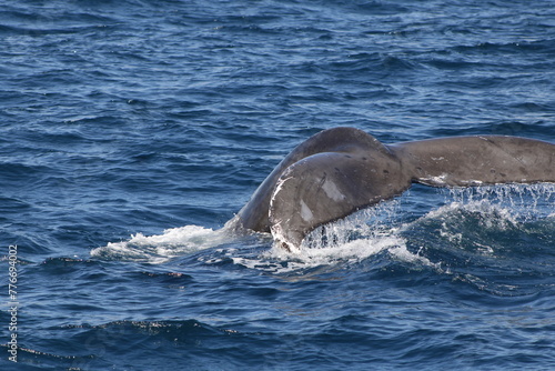 Ballenas