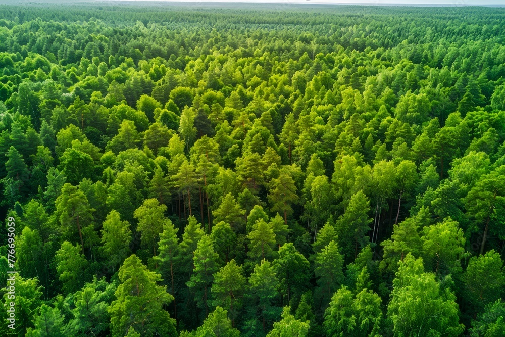 Aerial View of Dense Green Forest Canopy from Drone Perspective Aerial View of Dense Green Forest Canopy from Drone Perspective