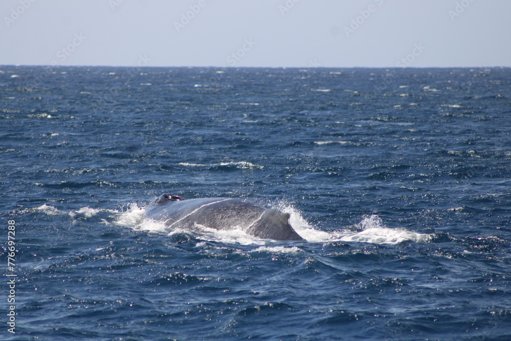 Ballenas Ballenas
