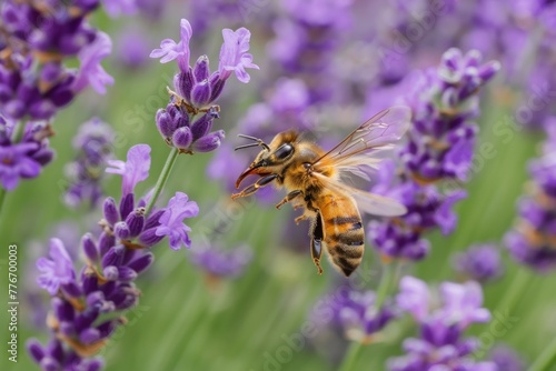 Close-up view of a beautiful honey bee delicately pollinating vibrant lavender flowers under the golden rays of the summer sun in a picturesque garden filled with lush greenery and colorful blooms. © evgenia_lo