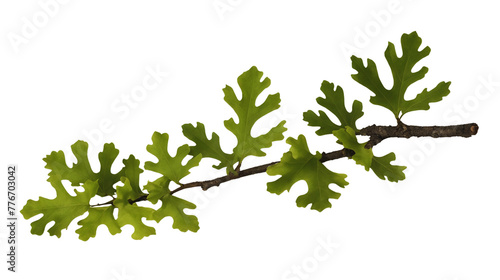 Green Oak Branch Isolated on White