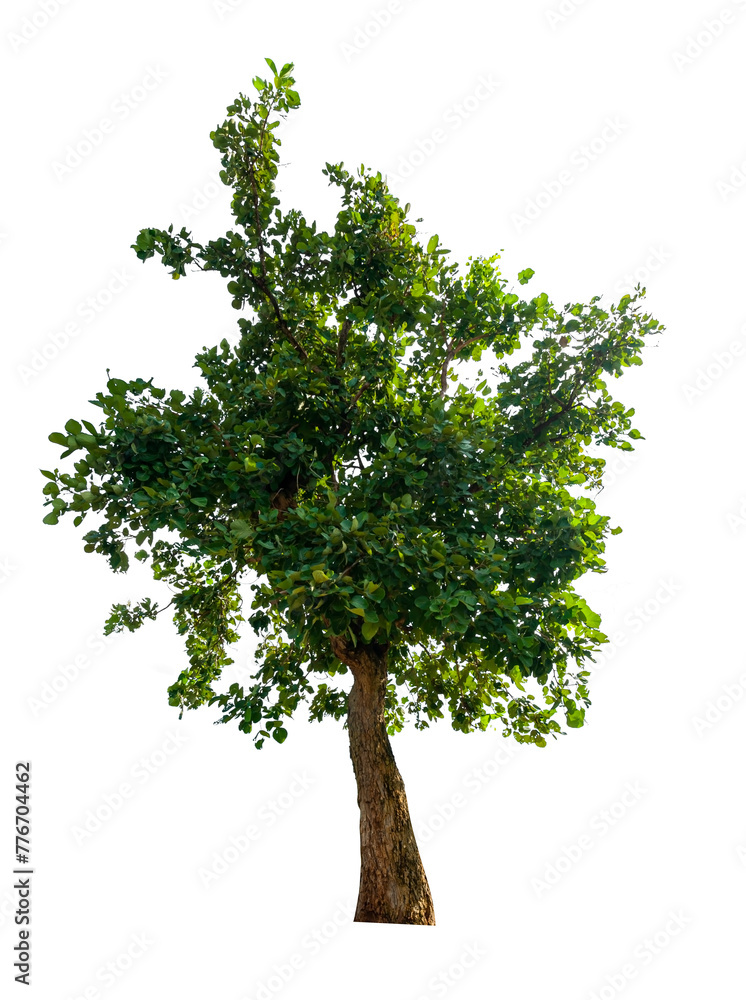 Obraz premium single tree isolated on white background with clipping path