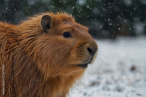 capybara in the snow on a sunny day