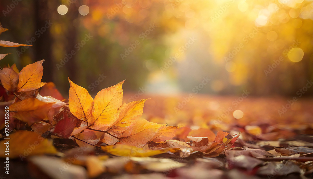 Image of autumn, autumn leaves, fallen leaves, and a blurred background.