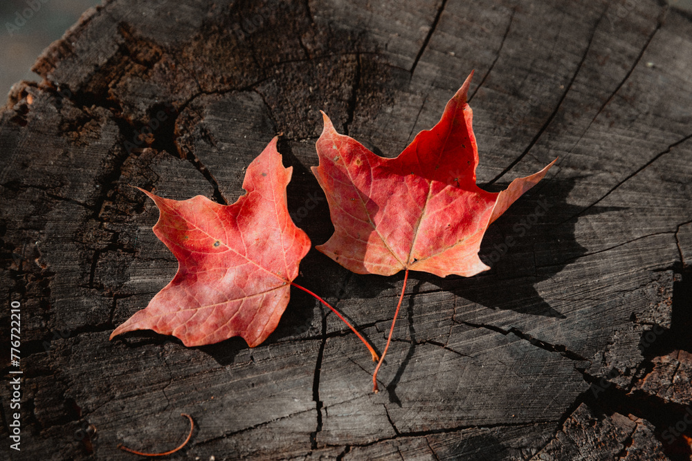 Fototapeta premium close-up Maple Leaves on Weathered Wood,Vibrant Autumn Leaves