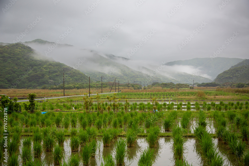 Fototapeta premium 奄美地方梅雨入り間近