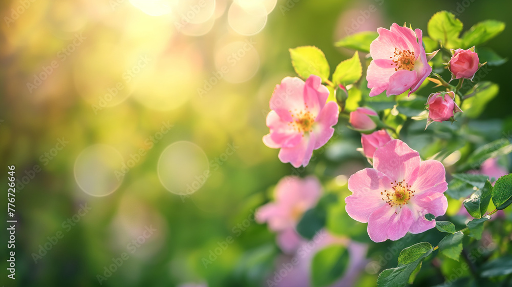 Nature background with wild rose flowers