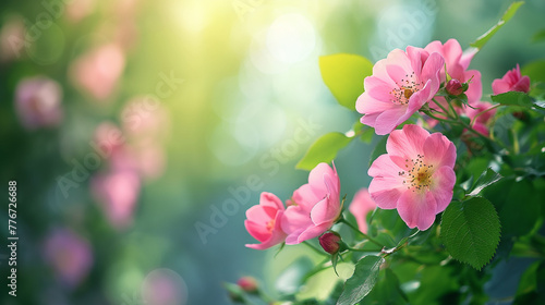 Nature background with wild rose flowers © choco