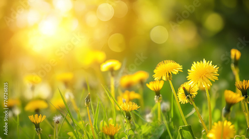 Nature background with yellow dendelion flowers