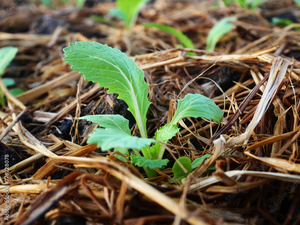 close up on  planting seedlings salad in a vegetable garden Plant vegetables in the soil in vegetable plots organic vegetable 