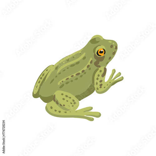 vector drawing grass frog isolated at white background, hand drawn illustration
