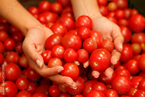 tomatoes in hands © Fernando